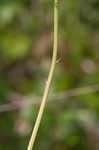 Osceola's plume <BR>Death camas <BR>Crow poison